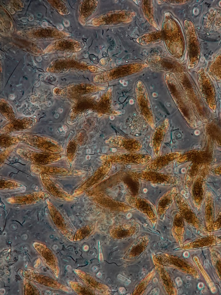 NotAPrimeNumber's tweet photo. After a #PhycologyFriday 🧵I finally make it to the post I had planned:
1) I finished colouring the Euglenoid page in #MicroMarvels.
2) & 3) Last week I got given a wonderful scum sample that was packed with Euglena spp.
#MicroscopicMarvels https://t.co/hcSClJRyz6