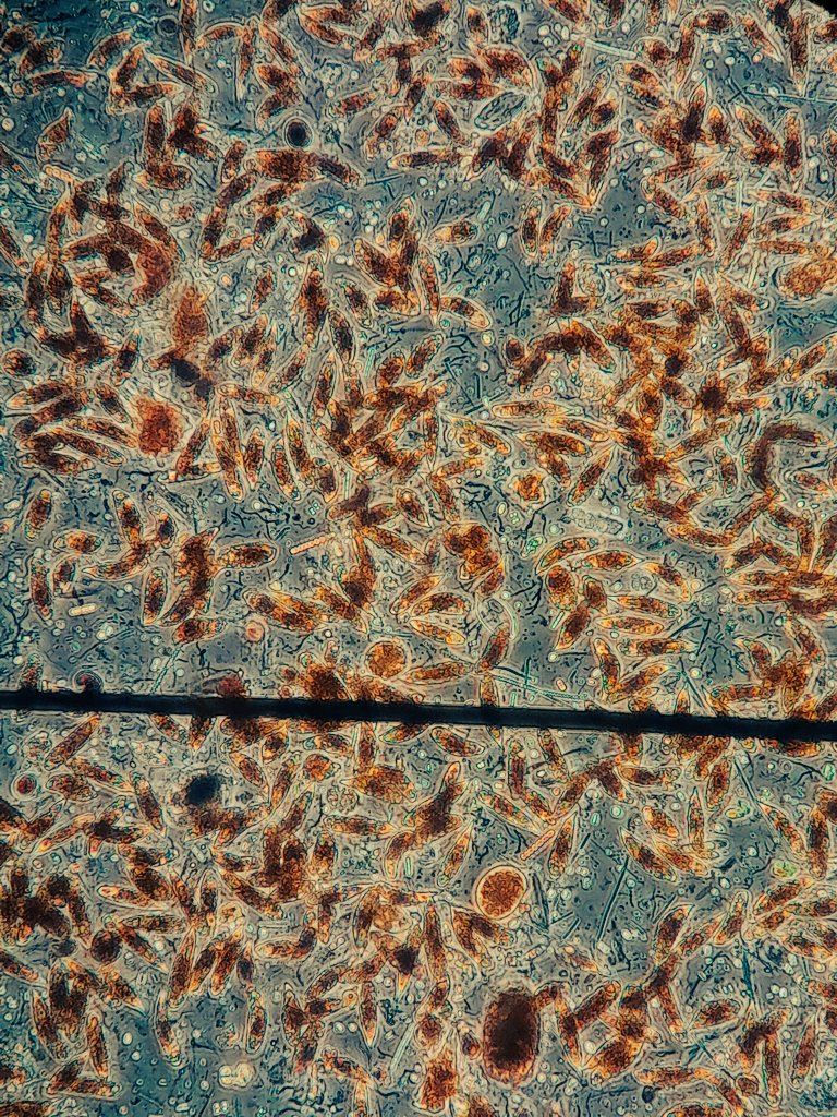 NotAPrimeNumber's tweet photo. After a #PhycologyFriday 🧵I finally make it to the post I had planned:
1) I finished colouring the Euglenoid page in #MicroMarvels.
2) & 3) Last week I got given a wonderful scum sample that was packed with Euglena spp.
#MicroscopicMarvels https://t.co/hcSClJRyz6