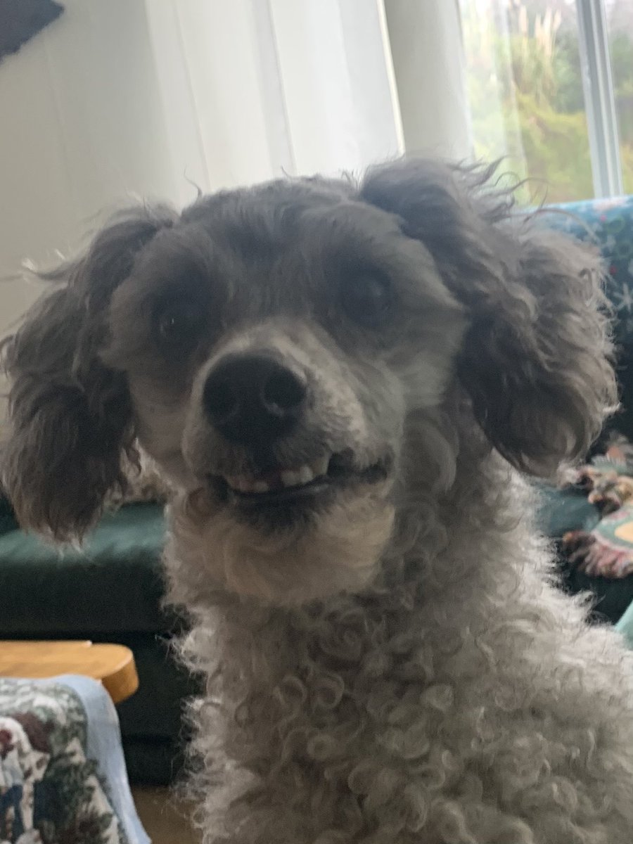 MulletMountain's tweet photo. @catturd2 This is his happy face… https://t.co/1zU3Zj0GZ1