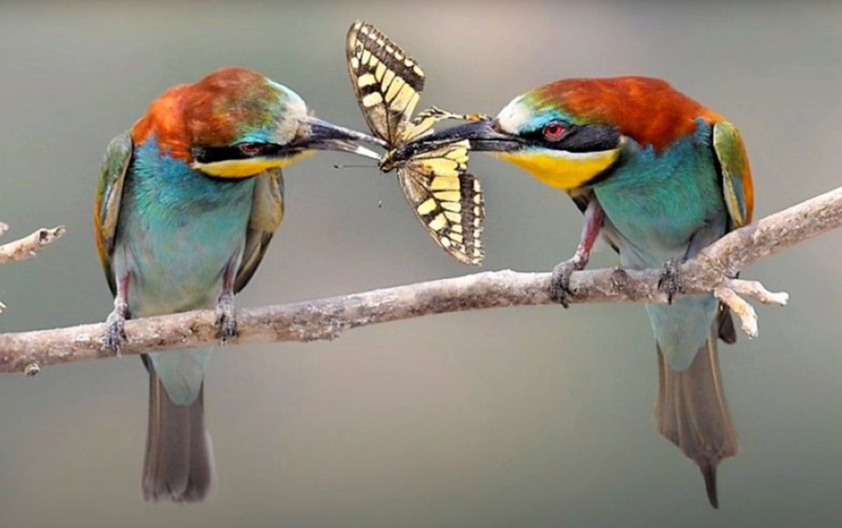 st_ratt's tweet image. would you share a butterfly with me?