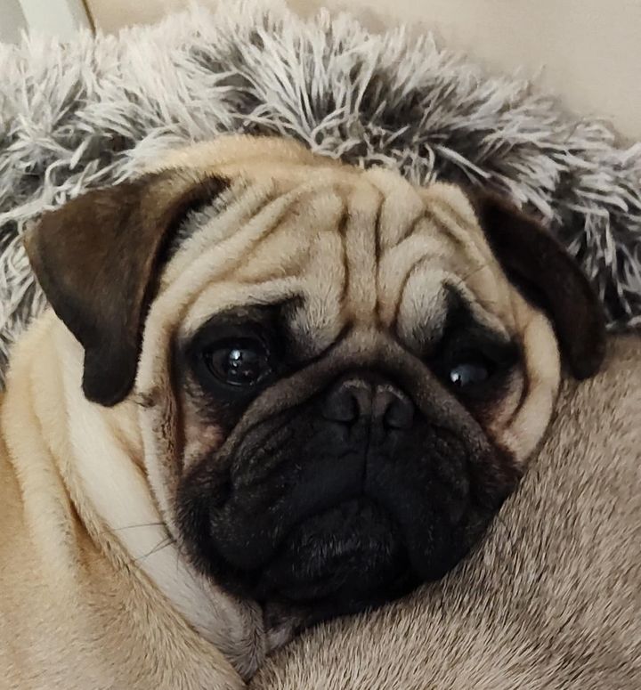Buffalo Pug and Small Breed Rescue, Inc. tweet media