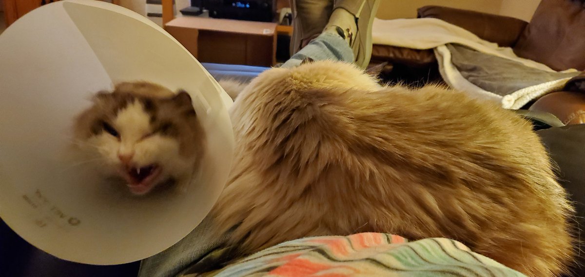 WinkProgress's tweet photo. Reminds me of the Disney #HatBoxGhost 
 
#CatsOfTwitter https://t.co/3EbyItJVRo