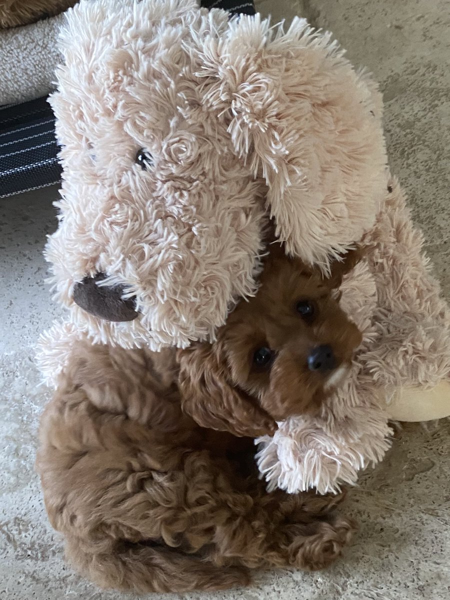 C_Coast_Stories's tweet photo. Hey listeners sorry for the long break while I recovered and had my summer break.  The podcast will return mid March with some interesting guests and stories by Central Coast locals after this cute little one is able to be by herself more  :) Thanks for listening ! https://t.co/PQ7384uOY2