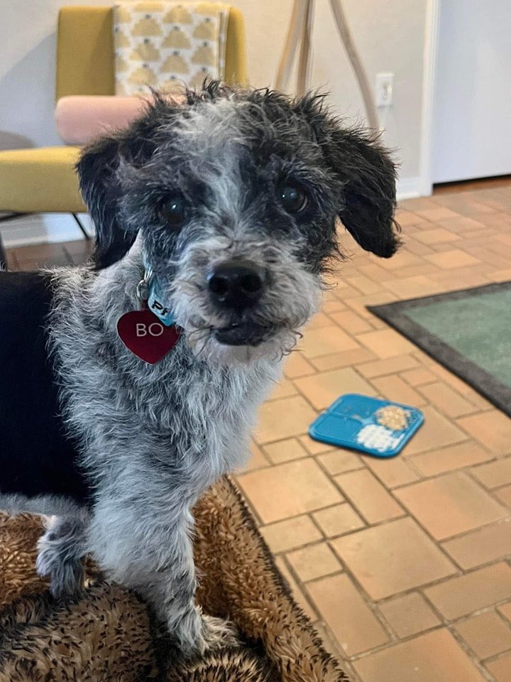 AND EVERY DOG HAS ITS DAY: Paw Patrol rescue could use your help with the bills on saving Snaggle after his FOUR YEARS living in the woods. But now they're looking to get him adopted. If you're in the Miami area - deets and how to donate, here. PLEASE RT! cuddly.com/donate/4917224…