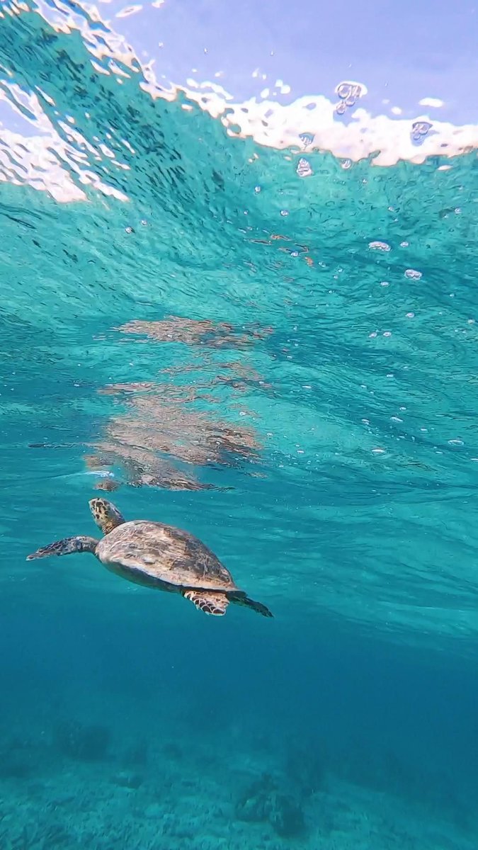 니그루니루 (@niguruniru) on Twitter photo 