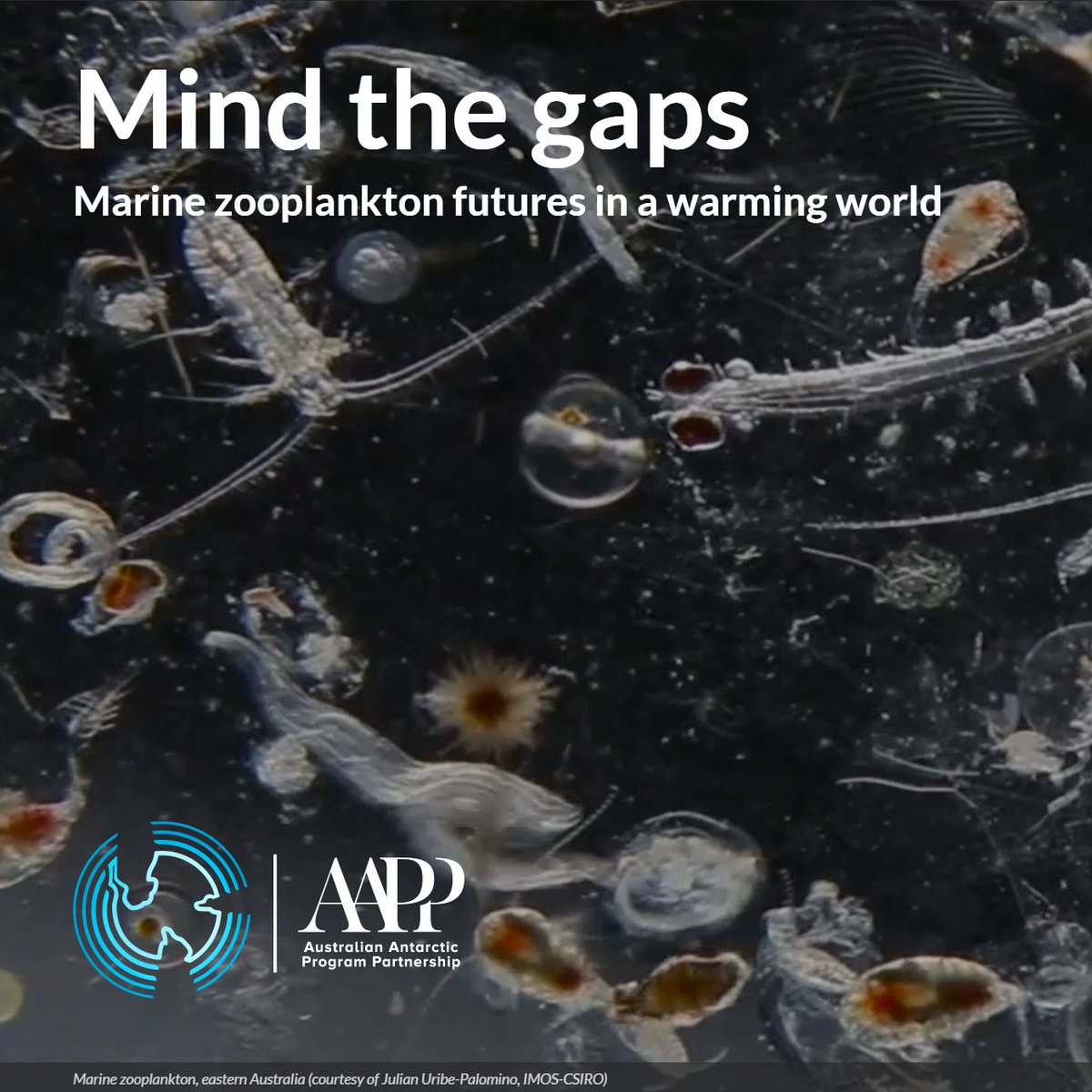 Ant_Partnership's tweet photo. We need to know more about how #climate change will affect marine #zooplankton, the most abundant and diverse ‘eco-influencers’ on the planet. Their future matters more to us than you might think.

🦠🦐🐙🪩 Check out our special feature at https://t.co/DOqodOxhw4 https://t.co/8MSOZtmBQK
