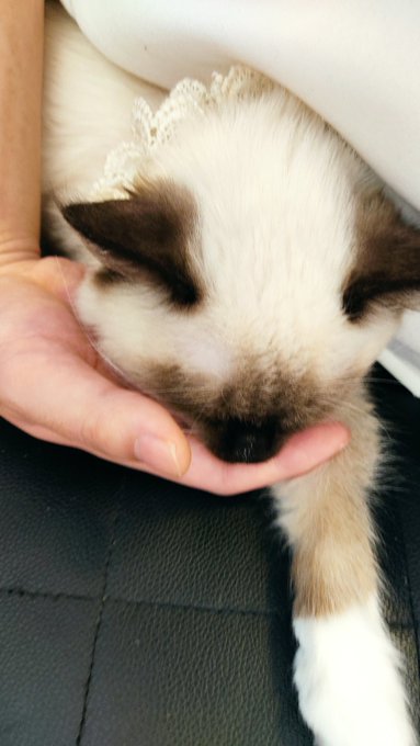 猫も人も眠いと暖かい 