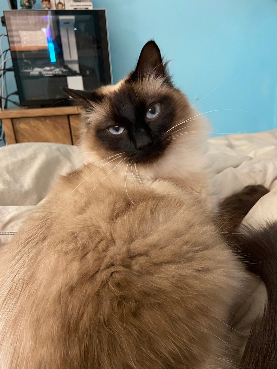 Jack / Comet 🔜 FCL tweet media