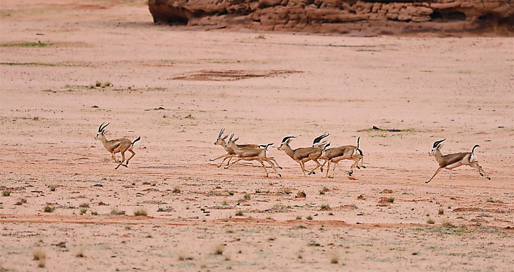 arabnews's tweet photo. #SPOTLIGHT: Fewer than 200 leopards are believed to exist on the #ArabianPeninsula. Now @RCU_SA plans to reintroduce the species to #AlUla #ArabianLeopardDay | https://t.co/uXVtRpu4eG https://t.co/fDwEaIfM5x