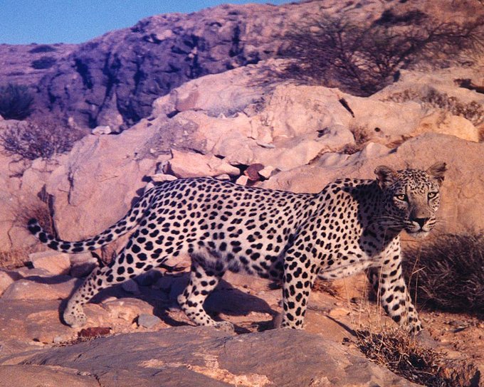 arabnews's tweet photo. Centuries of uncontrolled hunting have driven the #ArabianLeopard to the brink of extinction. Marking #ArabianLeopardDay on Feb 10 find out what #SaudiArabia is doing to protect this unique animal. Read our 'Rewilding Arabia' interactive #DeepDive here: https://t.co/s0RqmIL2XI https://t.co/ATbcmmxuos