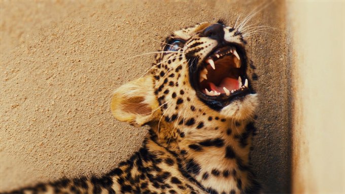 arabnews's tweet photo. Centuries of uncontrolled hunting have driven the #ArabianLeopard to the brink of extinction. Marking #ArabianLeopardDay on Feb 10 find out what #SaudiArabia is doing to protect this unique animal. Read our 'Rewilding Arabia' interactive #DeepDive here: https://t.co/s0RqmIL2XI https://t.co/ATbcmmxuos