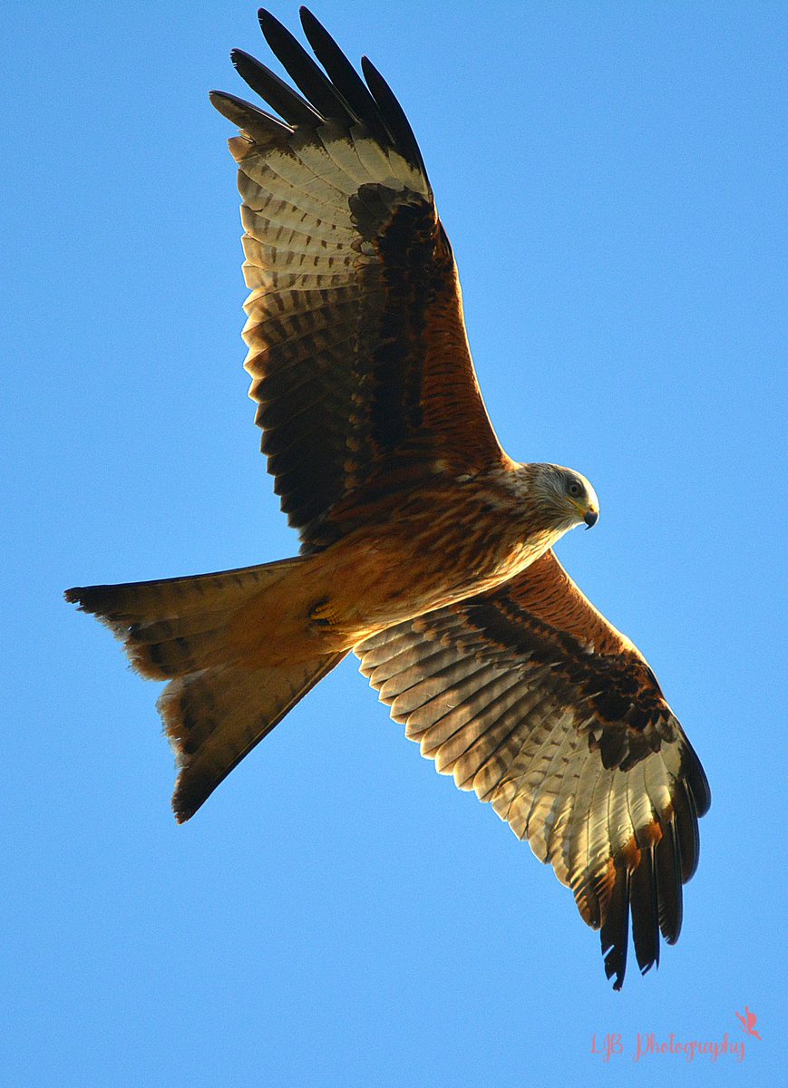louisa_bubba's tweet photo. Red kite watching the world go by

@suffolkwildlife @WildlifeMag @SteveBackshall @CountryfileMag @RSPBEngland 

#redkite
#redkitephotography
#suffolkwildlife
#suffolkcountryside
#birdsofprey
#suffolkphotography https://t.co/iMFygi7NG6