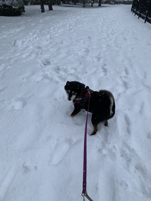 雪蹴って蹴って〜っと雪を追いかけるべべさん。 #今日のべべさん 