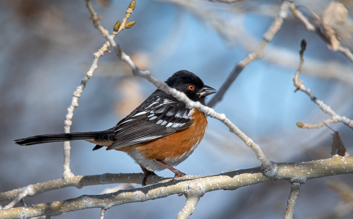 Mosherlandz's tweet photo. I had a Spotted Towhee in my yard
#NaturePhotography 
#TwitterNatureCommunity https://t.co/6e2IalIjmD