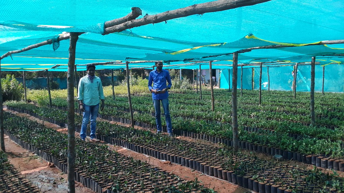 Naspur_Mc's tweet photo. Good Morning sir, Inspection of Municipal Nursery @Naspur_Mc for Bagfiilling and Saplings of #Tkhh 2022-23.@cdmatelangana @RDMAwarangal @arvindkumar_ias @HarithaHaram @KTRBRS https://t.co/TGaBplxgZh