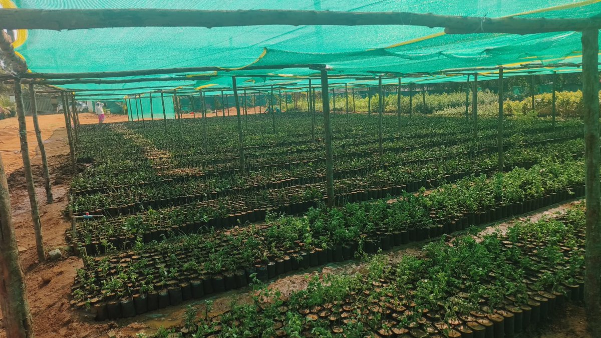 Naspur_Mc's tweet photo. Good Morning sir, Inspection of Municipal Nursery @Naspur_Mc for Bagfiilling and Saplings of #Tkhh 2022-23.@cdmatelangana @RDMAwarangal @arvindkumar_ias @HarithaHaram @KTRBRS https://t.co/TGaBplxgZh