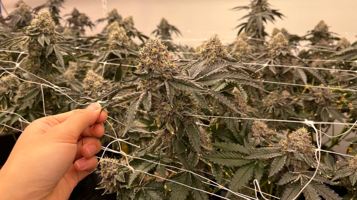 HortiEnlite's tweet photo. Our customers are raving about the incredible results they are seeing with our Enlite Horti FL780 LED Grow Light💡
Whether you're a seasoned pro or a beginner, you'll love the way this light promotes healthy growth and robust yields #CannabisCultivation #LEDGrowLight #EnliteHorti https://t.co/ri2cUTtPiZ