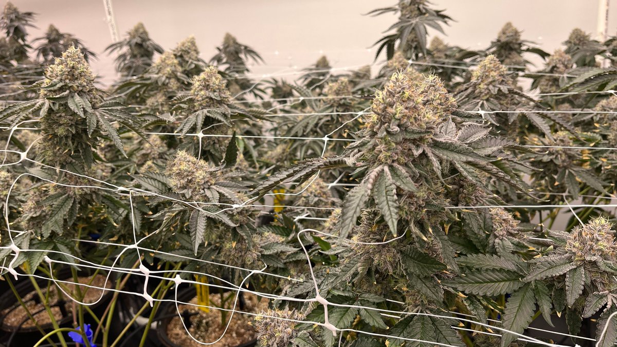 HortiEnlite's tweet photo. Our customers are raving about the incredible results they are seeing with our Enlite Horti FL780 LED Grow Light💡
Whether you're a seasoned pro or a beginner, you'll love the way this light promotes healthy growth and robust yields #CannabisCultivation #LEDGrowLight #EnliteHorti https://t.co/ri2cUTtPiZ