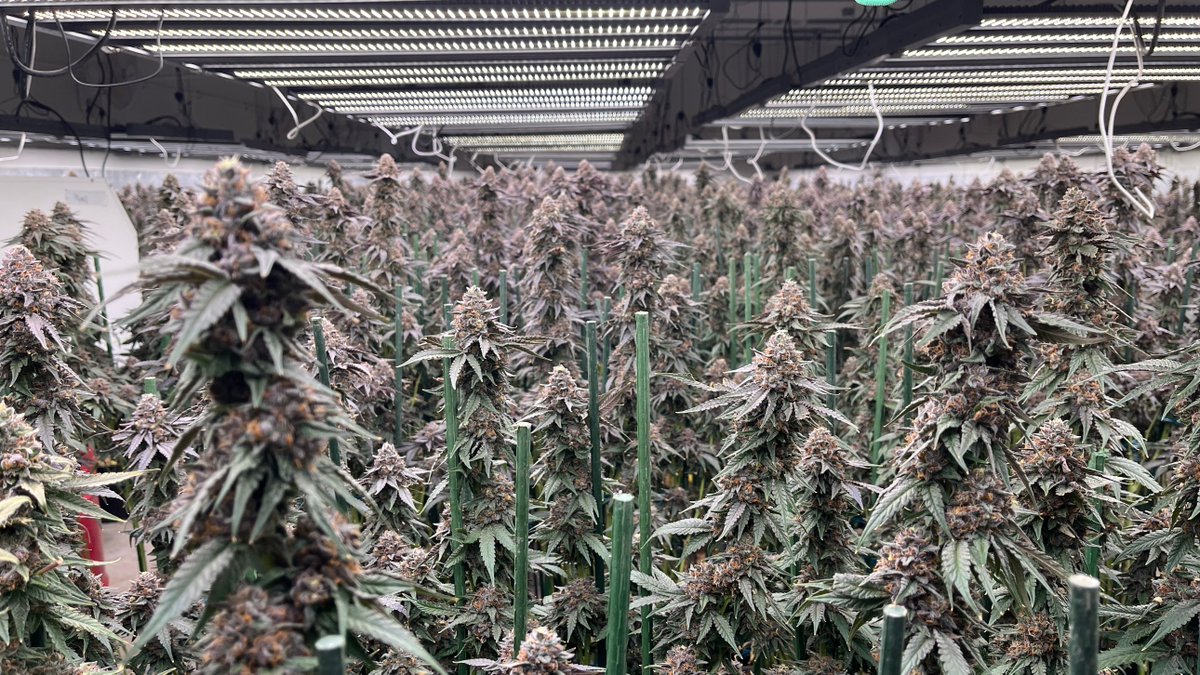 HortiEnlite's tweet photo. Our customers are raving about the incredible results they are seeing with our Enlite Horti FL780 LED Grow Light💡
Whether you're a seasoned pro or a beginner, you'll love the way this light promotes healthy growth and robust yields #CannabisCultivation #LEDGrowLight #EnliteHorti https://t.co/ri2cUTtPiZ