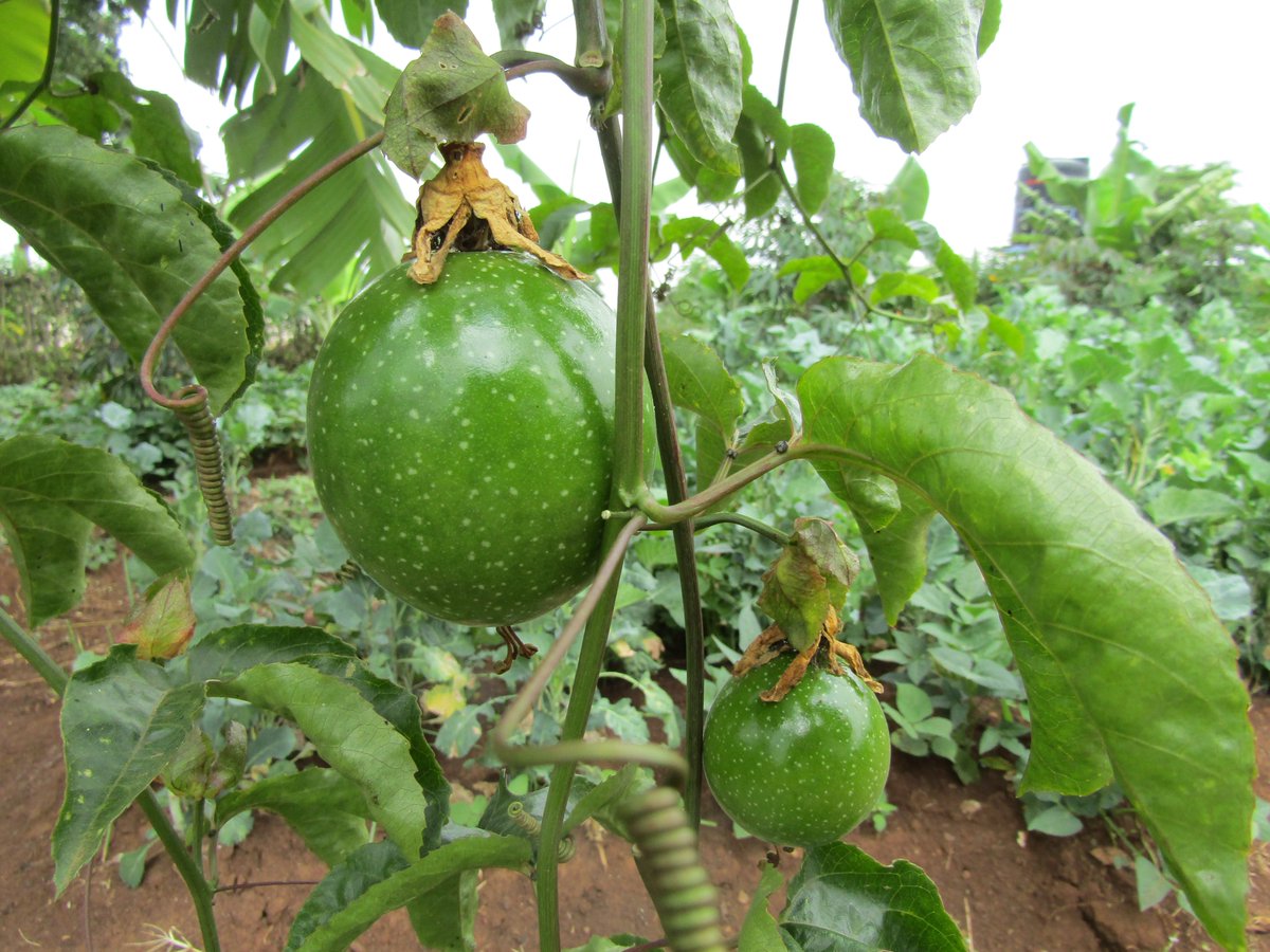 scope_kenya_'s tweet photo. Nature has the best candies. What’s your favorite nature’s candy? https://t.co/gNGUteYR4w
