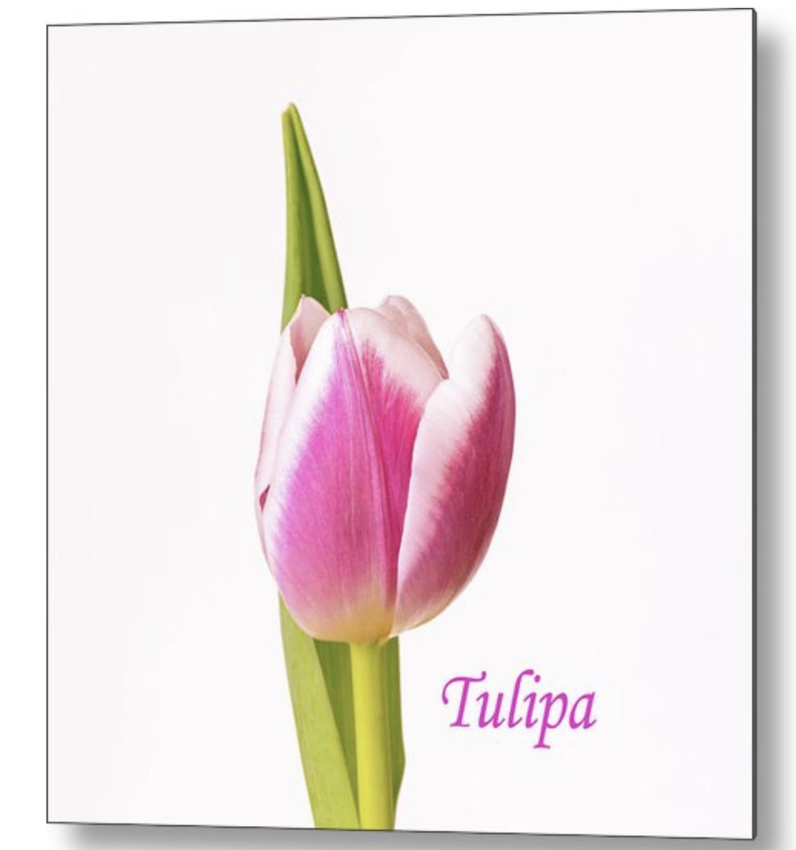 Tulip #wallart available HERE: 5-tanya-smith.pixels.com/featured/tulip…

#tulips #tulipa #PrintsForSale #homedecor #interiordecor #FeelGoodFriday #AYearForArt #BuyArtNotCandy #flowers #photography #PhotographyIsArt #photographylovers #flowerphotography #pink #spring