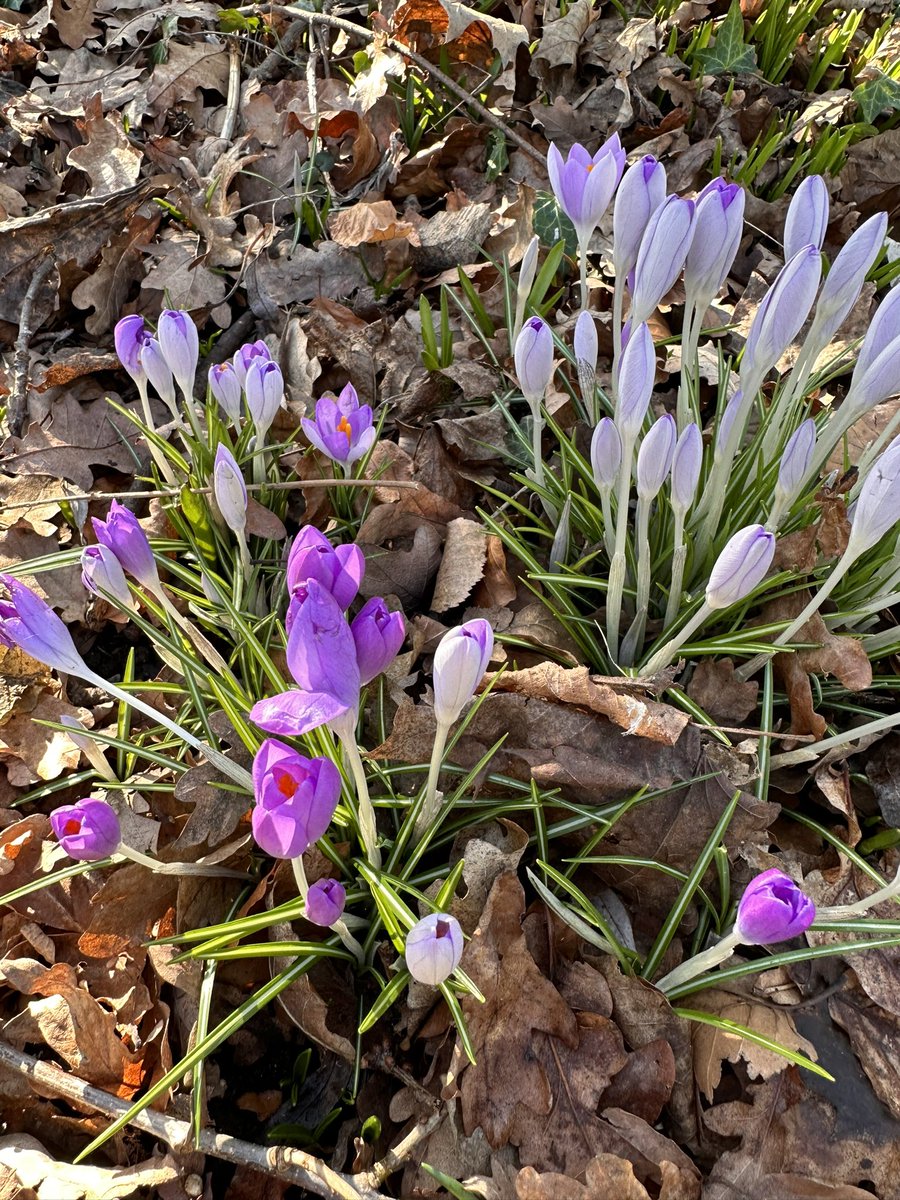 Outdoor Learning at Winsford High Street tweet media