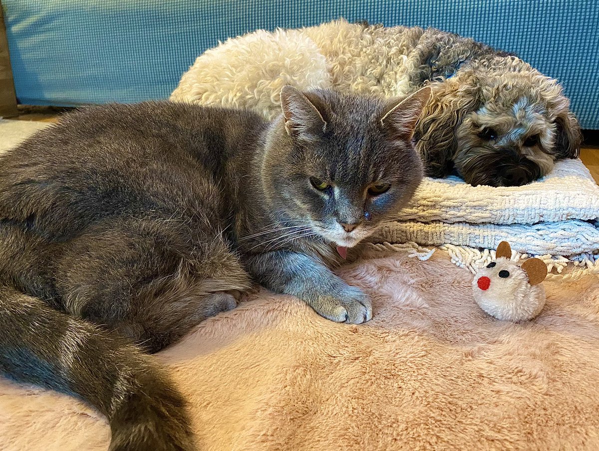 Friends! We are feeling a bit Glum today because more and more people are saying we aren’t showing up in their feed any more. ❗️Please can you HELP us by telling us if you see this?❗️
We have to decide if we need to pay for a Blue Tick so we don’t disappear 😿  #Malcy #BabyDog