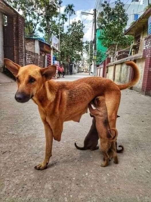 combined dog rescue tweet media