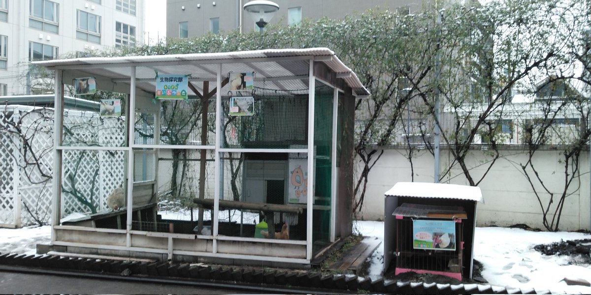 BunsugiBSC's tweet photo. 雨が降っても雪が降ってもニワトリは生きています。世話は毎日やらなければなりません。そう、たとえ雪が降っていても…。
近くに住んでいる部員が駆けつけて一緒に世話をしてくれました！ありがとう！（顧問） https://t.co/gTBZNxVr05