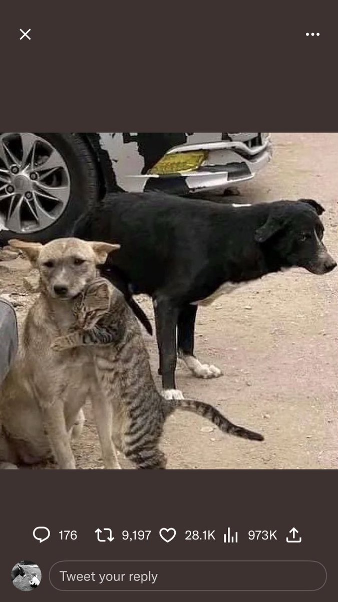 catlowry54's tweet photo. A common argument I hear a lot is: ‘what’s wrong with you? Animals don’t have feelings!’Of course they don’t.Just this dog &amp; kitten who survived the earthquake together-probably from the same home.The idea that they aren’t sentient suits those who cause them pain #animalsfeeltoo https://t.co/uhNIOZfJkt