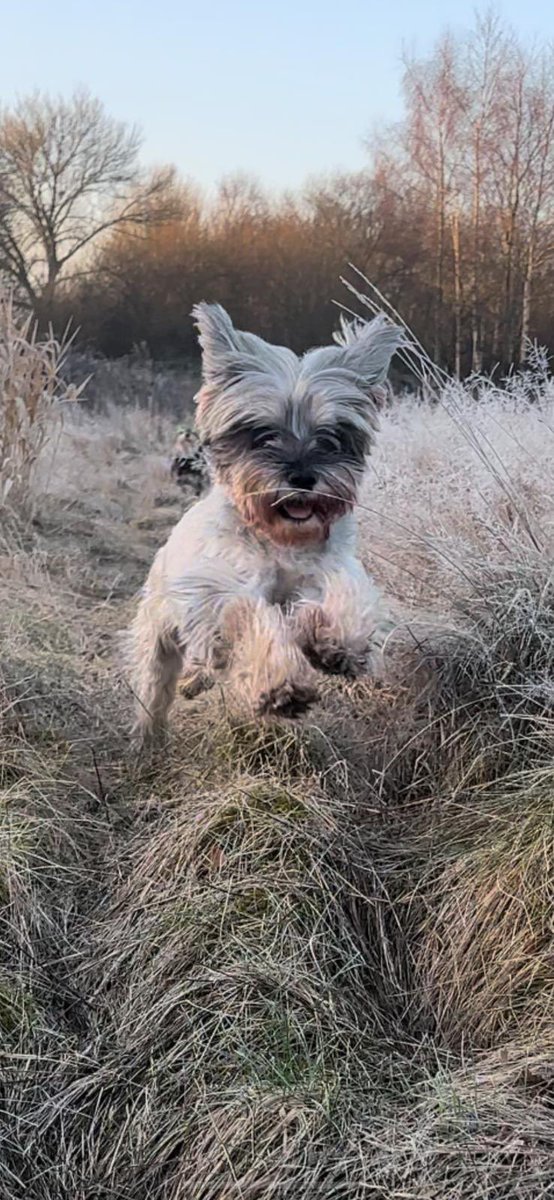 Action shots from this morning’s walk #SchnauzerGang #schnauzer #minischnauzer #pack