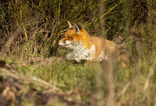 A fox poking out its head out for a look on Wanstead Flats.