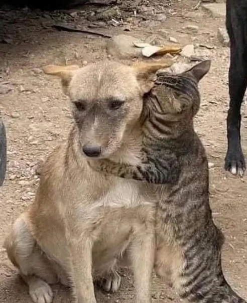 🎗맘씨좋은 🐈김마중씨&🐕 정새별씨 tweet media