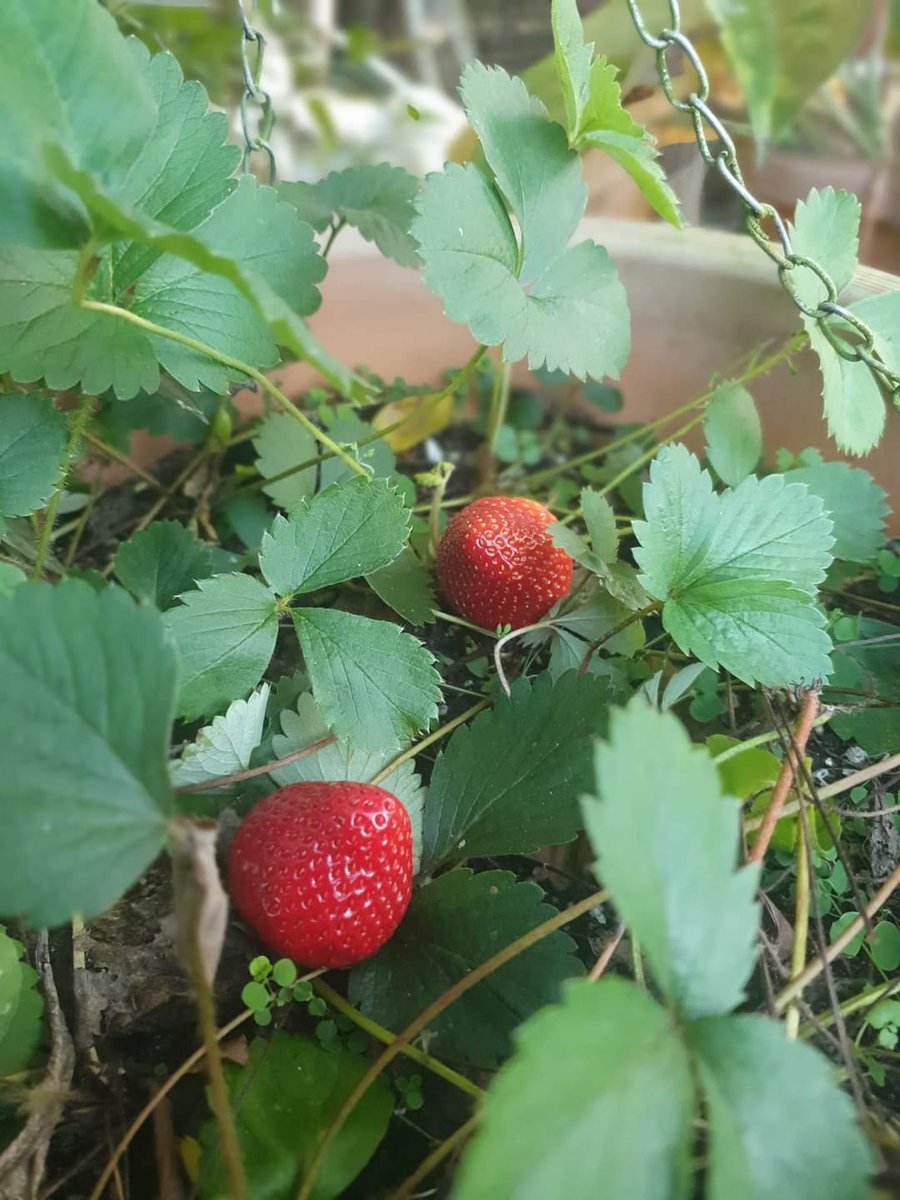 EWilliamstv6's tweet photo. STRAWBERRIES 🍓 🍓 🍓 ARE BEING GROWN IN ROXBOROUGH TOBAGO:
Yes you heard right. TV6's Elizabeth Williams made the discovery through retired police officer Sharon Ramsay , who has turned her retirement into a gardening adventure. @tv6tnt https://t.co/F5PVRZuVH9