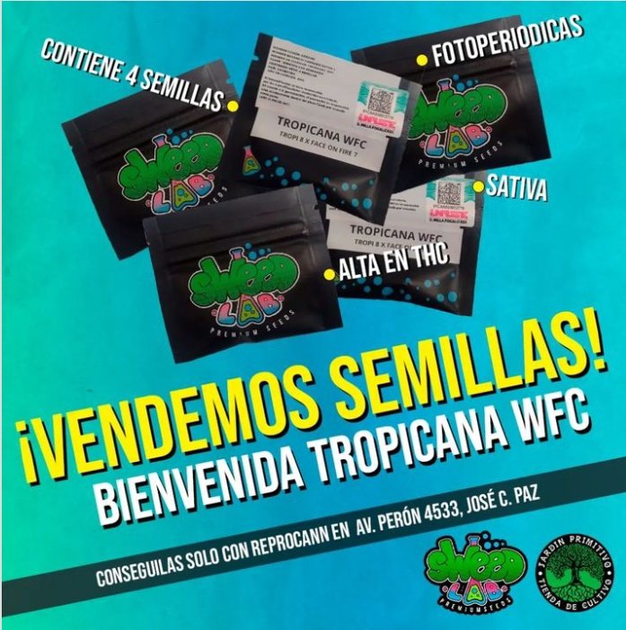 HetorLavoe's tweet photo. 🔥Después de tantos años en los que nos preguntaron si vendíamos semillas podemos decir orgullosamente que, de manera legal, vendemos semillas, y dentro de poco esquejes de cannabis.🔥

#CannabisCommunity #cannabisculture #cannabisindustry #cannabislife #cultivation https://t.co/TxWrLYRPjQ