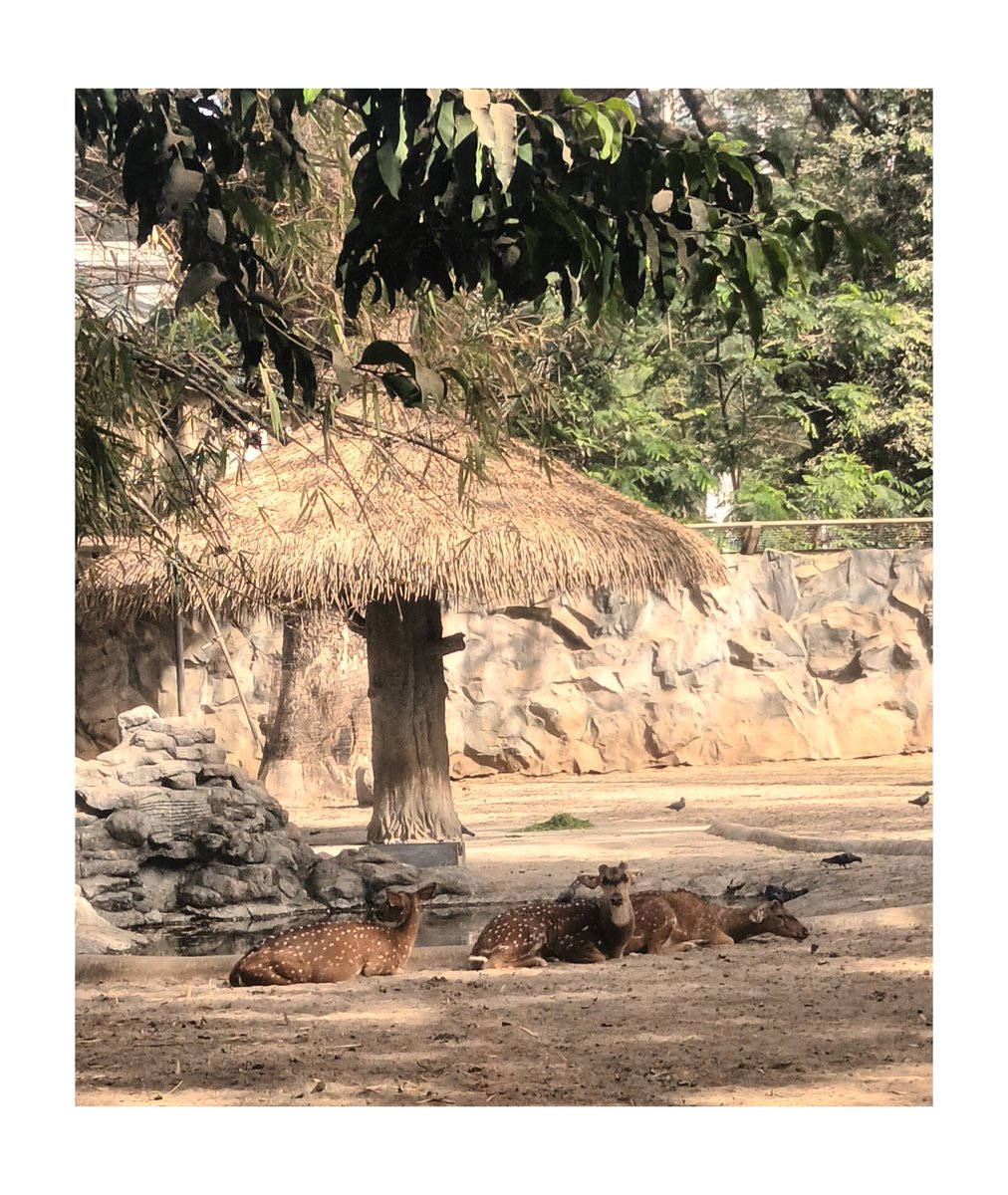dd_rane's tweet photo. Deer
#ShotsbyDeepa #love #viralpost #goodtime #cilck #photography https://t.co/WIziXWCR0w