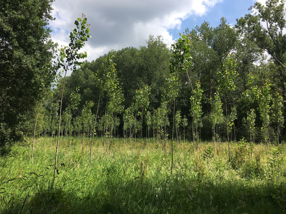 Gemeente_ES's tweet photo. Staatsbosbeheer plant deze winter ongeveer 9.000 bomen en struiken op drie locaties in De Doort.  Met de realisatie van nieuw bos wil Staatsbosbeheer de natuurkwaliteit van het bestaande bos versterken.

Foto: Staatsbosbeheer https://t.co/uZk9DoMvMw