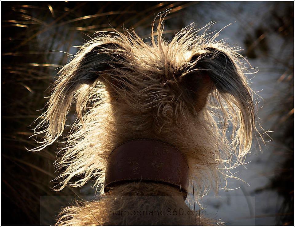 “What do you hear?” asked the man.  “I don’t hear much” said the dog “but I always listen in case there’s something worth hearing”

So they sat and listened and they heard the wind and the waves and the birds chattering on the sand. And these are things worth hearing. 
.
#Friday