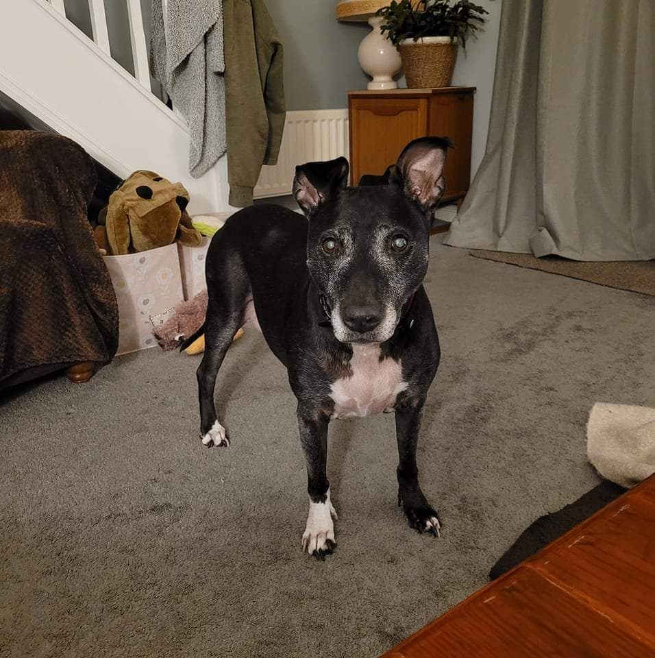 Srad588's tweet photo. Had to day goodbye to my beautiful girl Sox yesterday.
She was my beer monster, all ways trying pinch my beer when I was chilling out.
She was shadow, where ever  walked she followed me.
Rip my babe, you can sleep all you like.

#staffy #family #lovedone https://t.co/TojzwCBsqZ