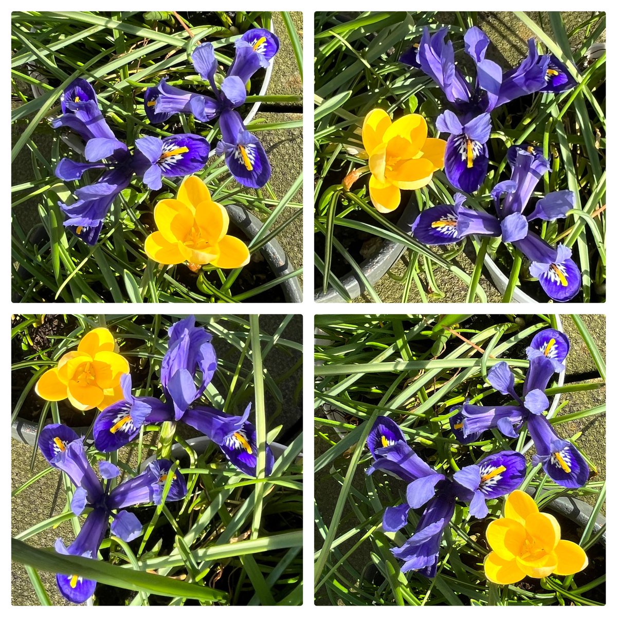 #flowersonfriday I stand with Ukraine 🇺🇦💙💛💙🇺🇦💛💙💛💙💛🇺🇦#SlavaUkraini 🇺🇦 #SolidaritywithUkraine 🇺🇦 #StandwithUkraine 🇺🇦 #flowers #gardening #balcony #ancoats #spring #flowerreport