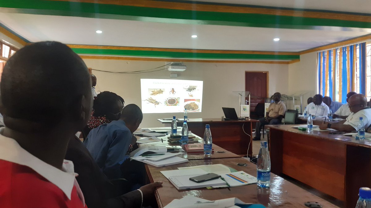 GCesaam's tweet photo. Food security through insects for food and feed at Karamogi Oginga Odinga Univeristy working closely with Egerton  Univeristy on new EU horizon 2020 project on insect rearing, fish farming and hydroponics for food security. https://t.co/2brhxv69Xi