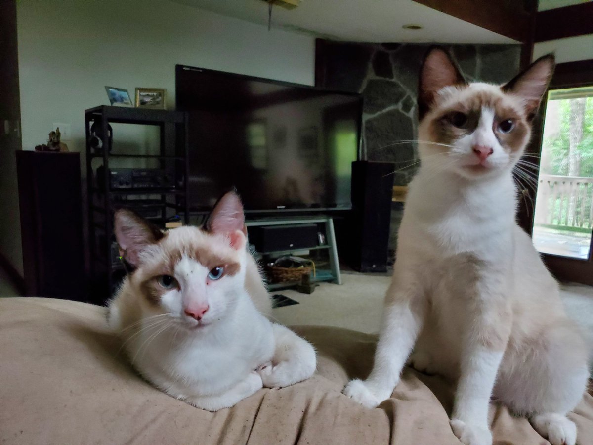 Old_Tech60's tweet photo. @catturd2 My boys, Smokey and Bandit https://t.co/dQMxmZkY8F