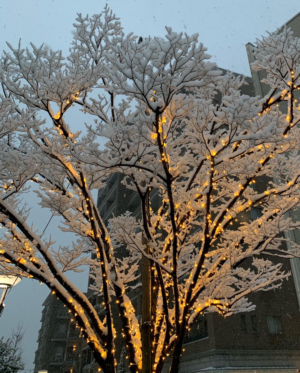 tsh_mms's tweet photo. こんにちは！
#東京の雪 がトレンドになっていますね⛄

自宅は東京なのですが
朝少しだけ雪が降って、すぐ雨に変わりました☔
今日は一段と寒いです😣

東京の #大雪警報 は解除されましたが
気を抜かずに注意して過ごしましょう💪

#企業公式相互フォロー
#企業公式冬のフォロー祭り https://t.co/i4umYlIxla