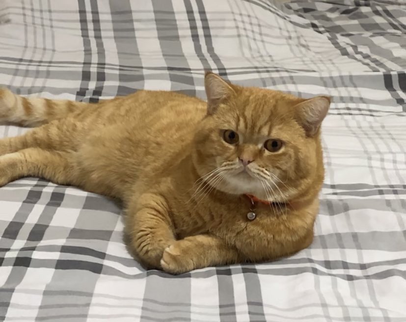 KEDİLERİM 
LİON (turuncu british)
LİA (siyah beyaz scottish) HAMİLE
SOKAKTA SOĞUKTA YAŞAYAMAZLAR. UYSALLAR, İSİMLERİNE DUYARLILAR. Adres: Akevler mah. 8.akevler sk. Alkır bozkurt apt. Antakya/Hatay
İletişim: 05539181186
Kemal Kundak
Evdeler iki gün önce seslerini duyduk