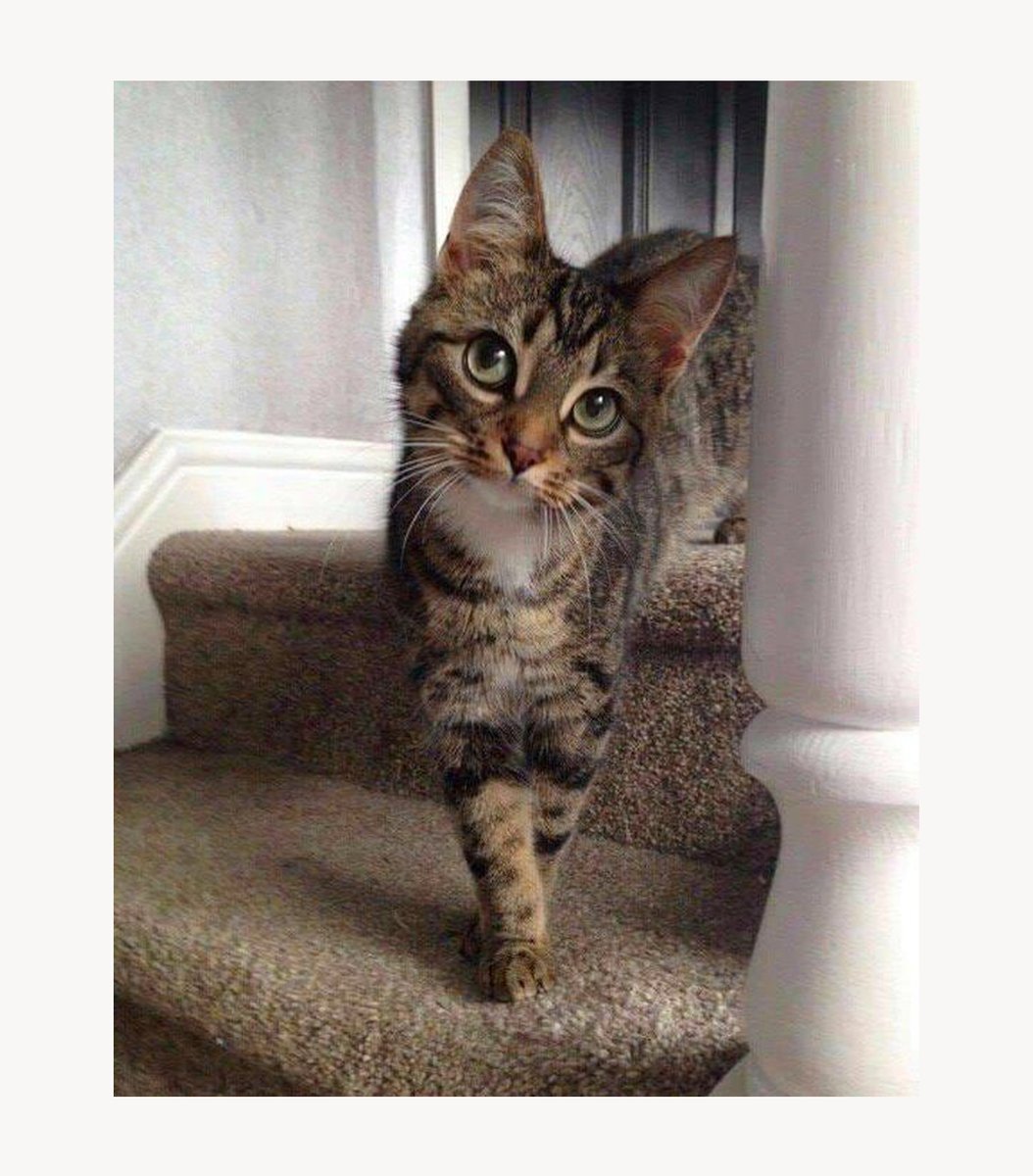 GENTLECAT tweet media