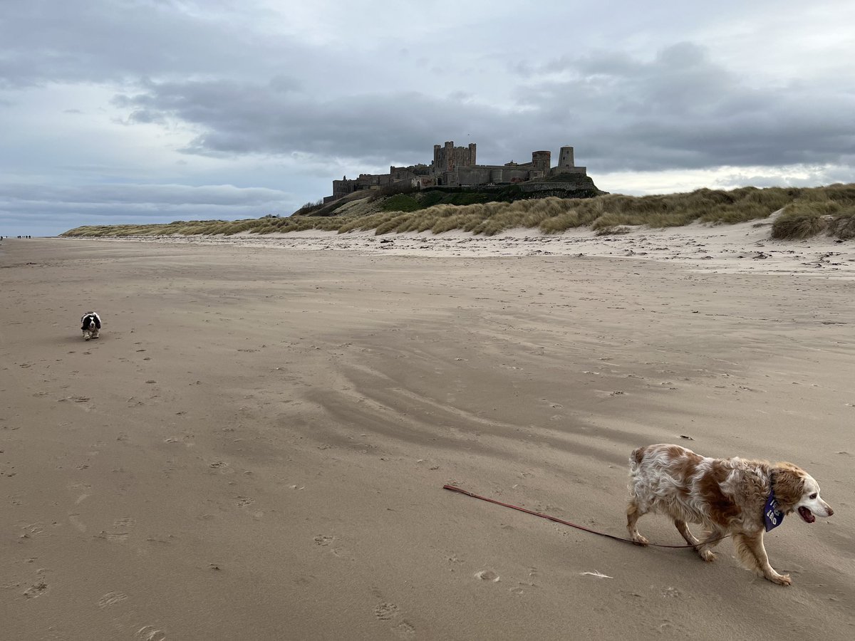 SpanielsSuper's tweet photo. @SpringerSaint Bamburgh beach was packed too! We need to find somewhere less busy π€£ #CouldntGetMoved #TooCrowded https://t.co/QEoZUyaWc8