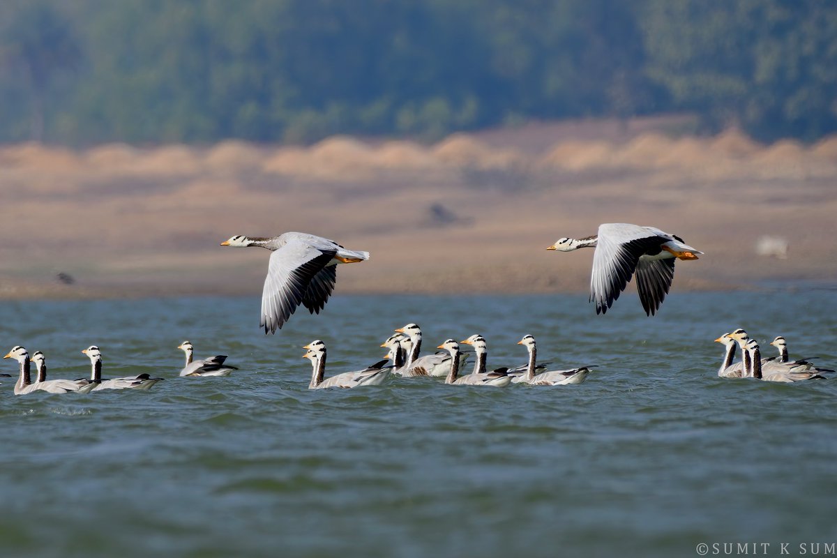 Bar-headed Geese flock from Odhani Dam, Banka, Bihar

#IndiAves #BirdsSeenIn2023 #nature #TwitterNatureCommunity #natgeoindia @NatGeoIndia #BirdsOfTwitter #BirdTwitter @IndiAves @Britnatureguide @incognito9 #AWC #AsianWaterbirdCensus #AWC2023 #migratorybirds #winters @pnkjshm