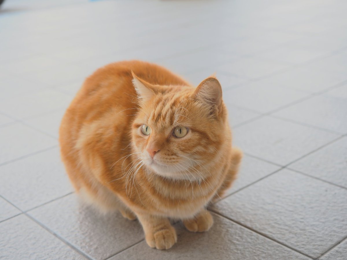 便利店外不怕人的貓