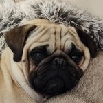Photo by Buffalo Pug and Small Breed Rescue, Inc. (@bpsbr)