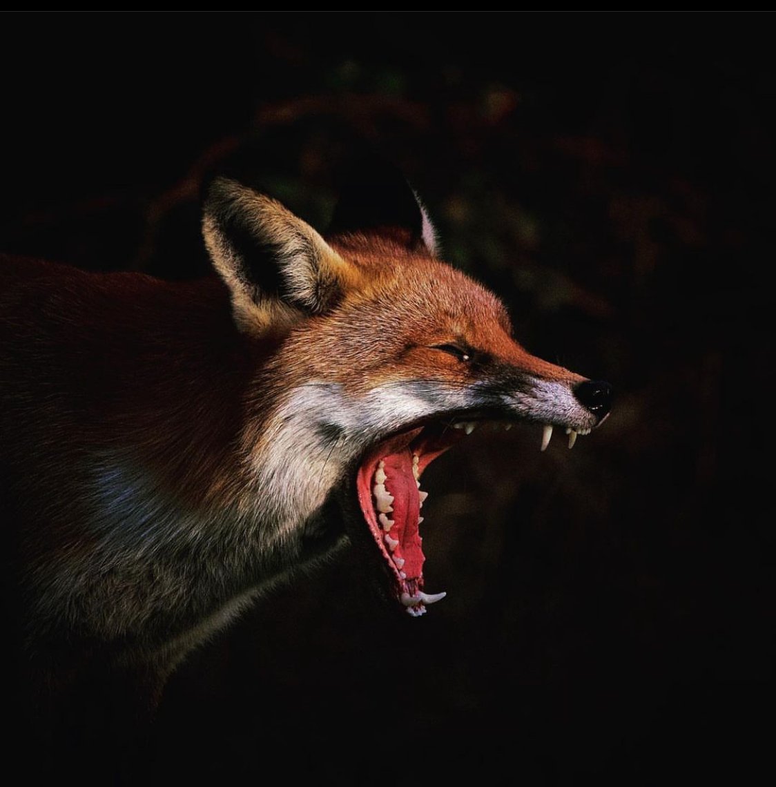 Thank you to Rodger Hartley for today's #FoxOfTheDay - please do keep sharing your foxes !